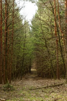 dirt road in the forest