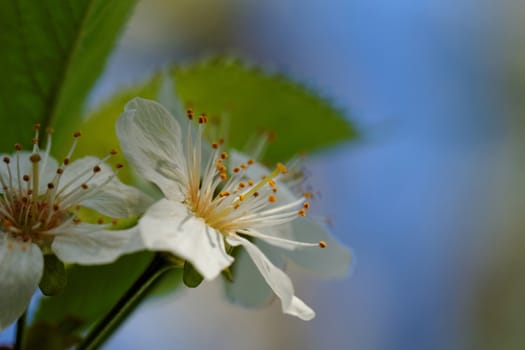 beautyful blossom cherry tree