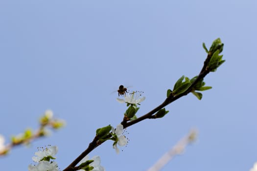 blossom tree with a bee pollination