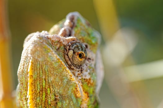 Chameleon on the leaf (Chamaeleo calyptratus)
