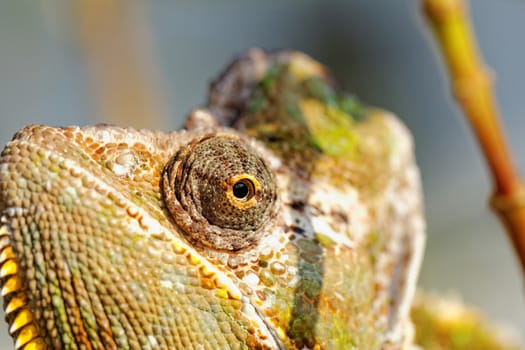 Chameleon on the leaf (Chamaeleo calyptratus)