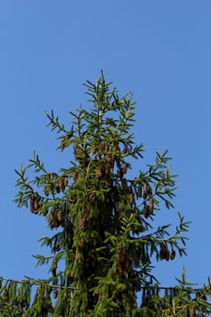 pine tree with fresh pine shoots and red pinecones