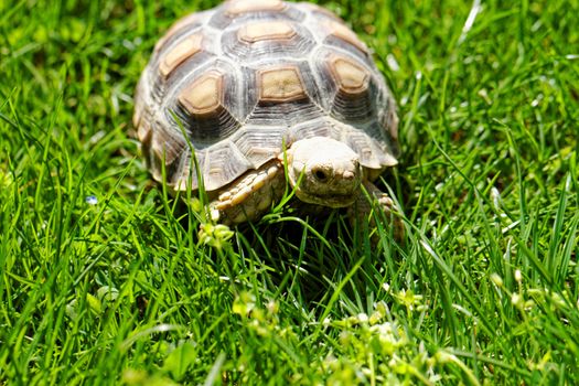 African Spurred Tortoise (Geochelone sulcata) in the garden