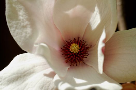 Closeup about a blossom Magnolia tree