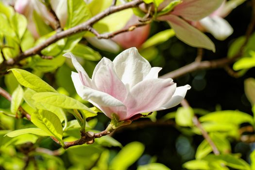 Spring Blossoms of a Magnolia tree