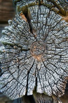 Old cross section of wooden log with wooden house on background