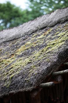 Neglected thatch roof with moss growing on the reeds from high humidity or damp