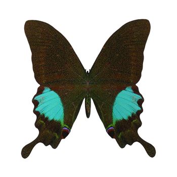 3D digital render of a Paris Peacock or Papilio paris, a species of swallowtail butterfly found in South Asia, isolated on white background