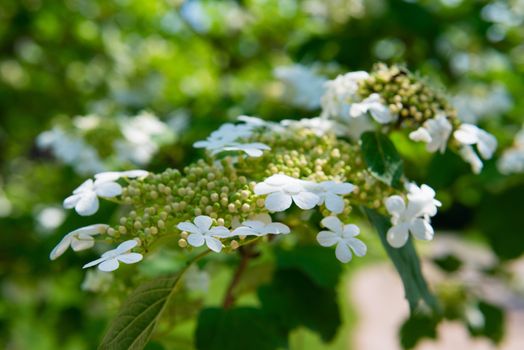 Arrowwood (Viburnum) flowers on green branch in a garden