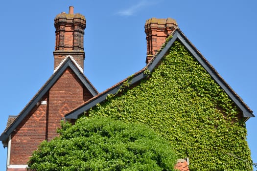 Ivy covered wall of house