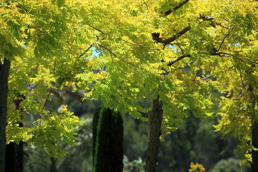 Background environmental image of leafy woodland trees with beautiful vivid yellow foliage