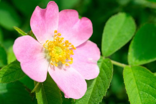 Dog rose (Rosa canina) flower on a green branch