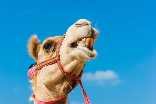 The muzzle of the African camel close-up