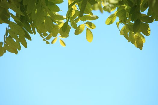 Fresh green leaves against a sunny turquoise blue sky with copyspace