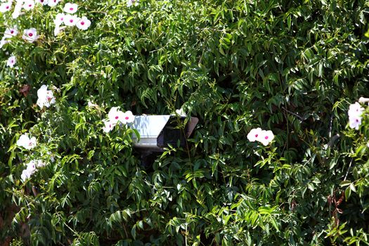 Security camera hidden in greenery and foliage of a flowering shrub keeping a surveillance watch on the surroundings