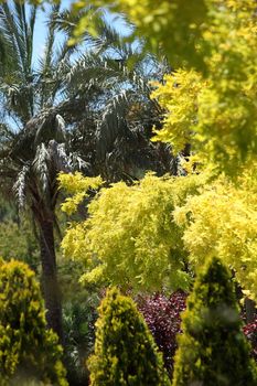 Spectacular display of yellow foliage on a tree in a formal garden with tropical palms and cypresses