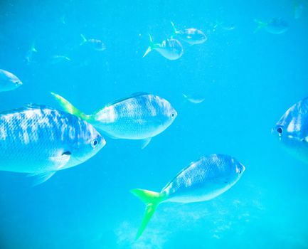 Underwater image with fish swiming in the sunny water of the sea