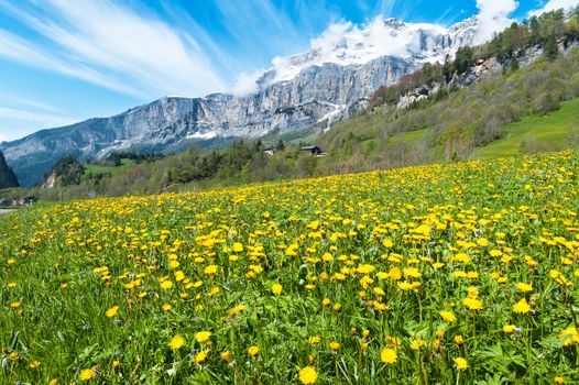 Field with dandelions on a background of the Bernese Alps