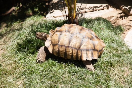 Desert tortoises are species of tortoise native to the Mojave desert and Sonoran desert of the southwestern United States