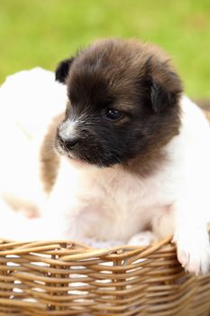 little puppy dog resting in basket