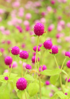 close-up of Globe amaranth or Gomphrena globosa flower