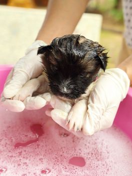 puppy dog in bath tub with hand washing its fur