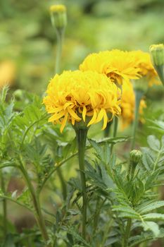 marigold flowers in the garden