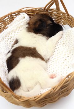 little puppy dog sleeping in basket