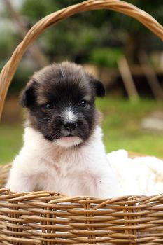 little puppy dog resting in basket