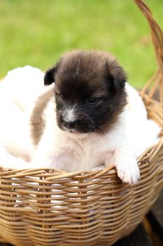 little puppy dog resting in basket