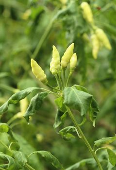 Green Peppers on the plant