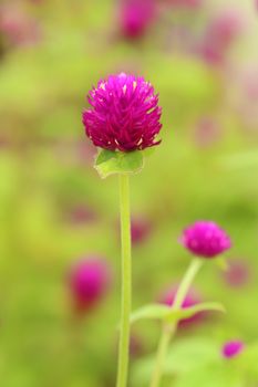 close-up of Globe amaranth or Gomphrena globosa flower