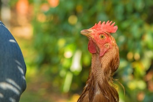 chicken looking up