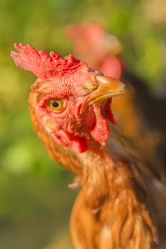 chicken looking up