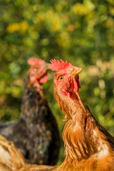 chicken looking up