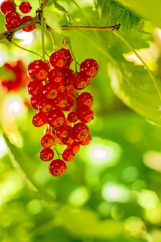 red currant at a bush