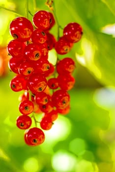 red currant at a bush