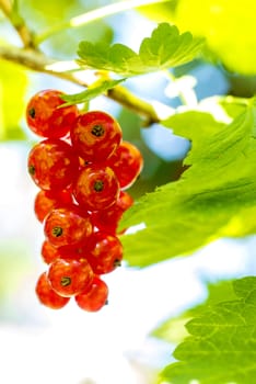 red currant at a bush