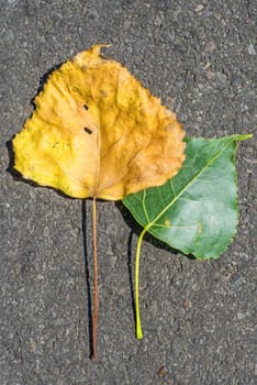 old and young leaf of a poplar