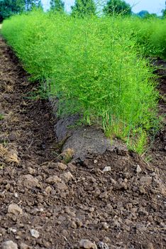 field of asparagus