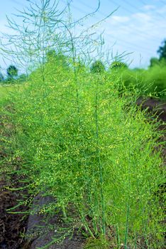 field of asparagus