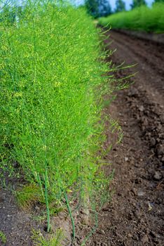 field of asparagus