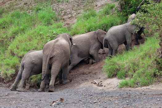 elephant, tusk and herd