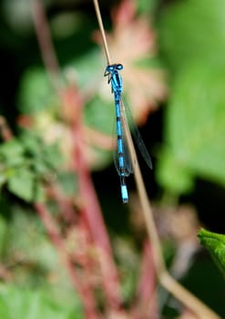 Common blue damselfly resting on a grass stalk