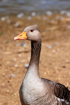 Greylag goose standing alone by the water