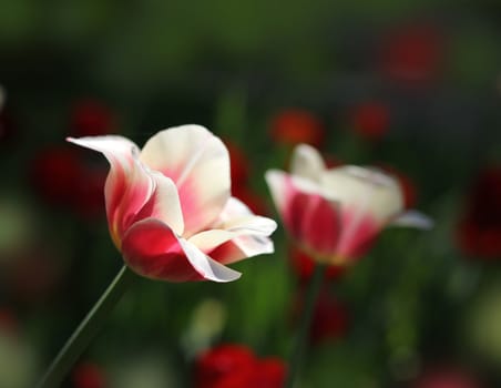 Sensitive red and white tulips on dark green spring flora background