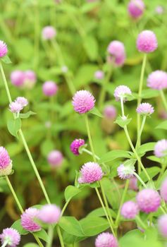 Globe amaranth or Gomphrena globosa flower