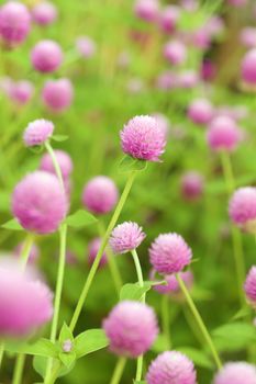 Globe amaranth or Gomphrena globosa flower