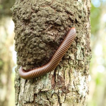 millipede climbing up a tree