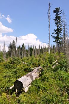 Damaged environment - forest destroyed by bark beetle